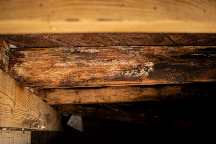 Basement Wood Rot Seattle