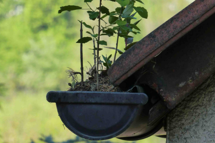 Clogged Gutters Seattle