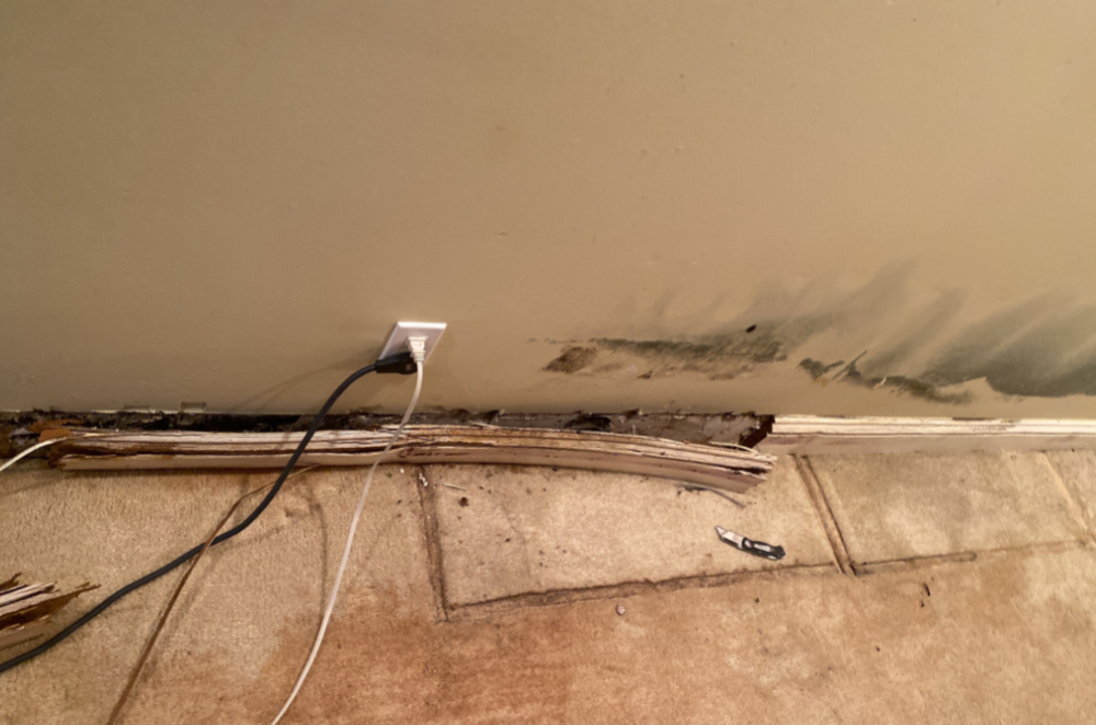 Mold Control Seattle