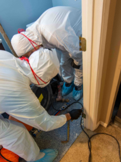 Mold Control Solutions Seattle