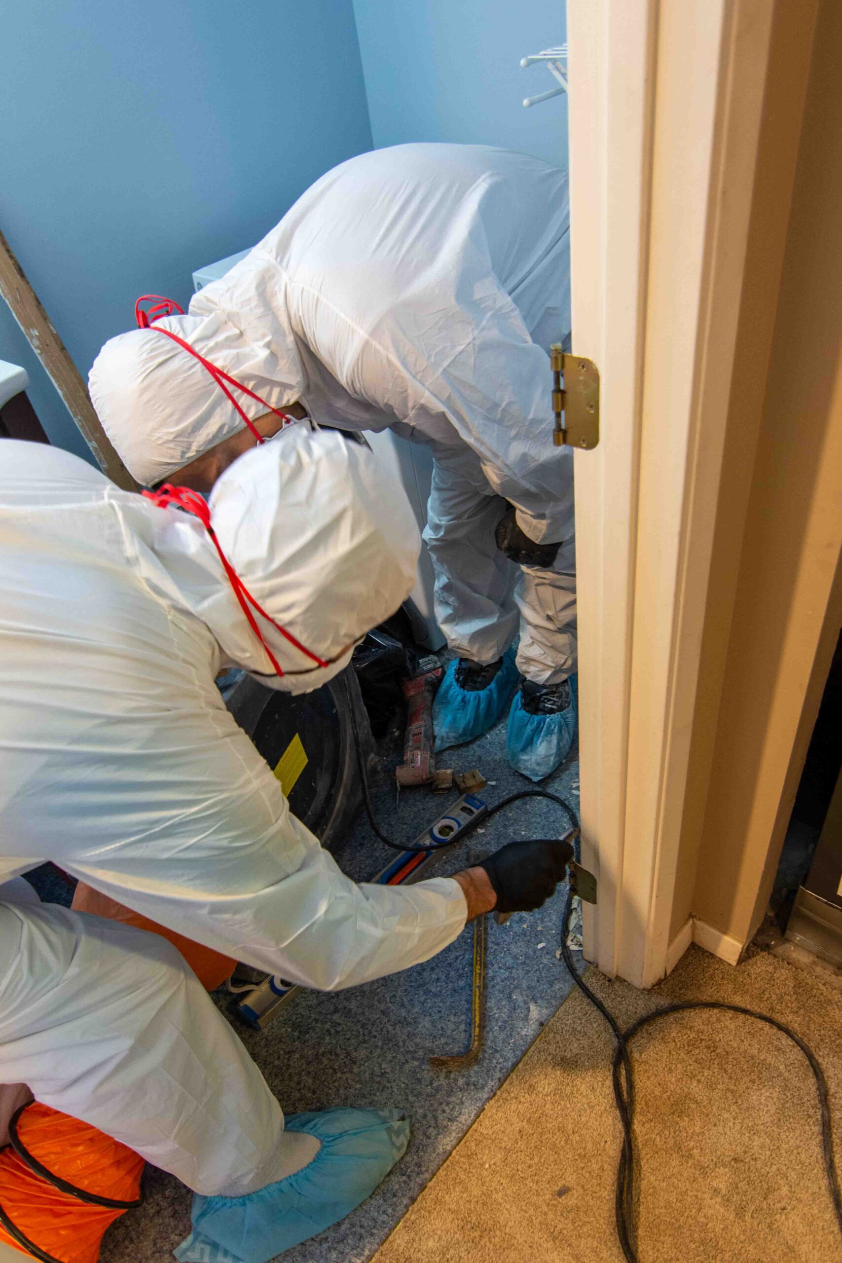 Mold Remediation Redmond