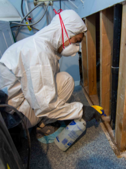 Mold Remediation Solutions Seattle