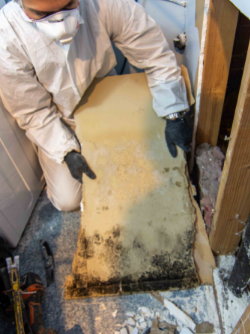 Mold Removal Solutions Seattle